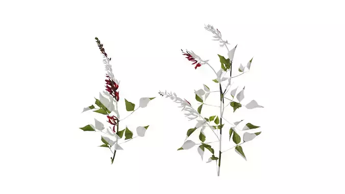 Anydrafts Erythrina corallodendron Atlas 02