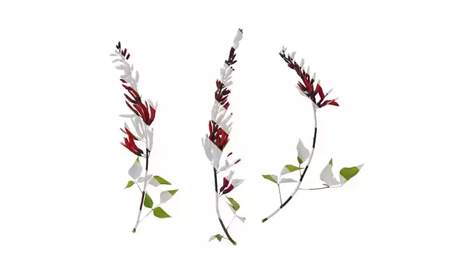 Anydrafts Erythrina corallodendron Atlas 03