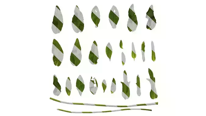 Anydrafts Gaillardia pulchella Leaf 03