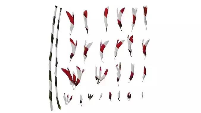 Anydrafts Erythrina corallodendron Flower 03