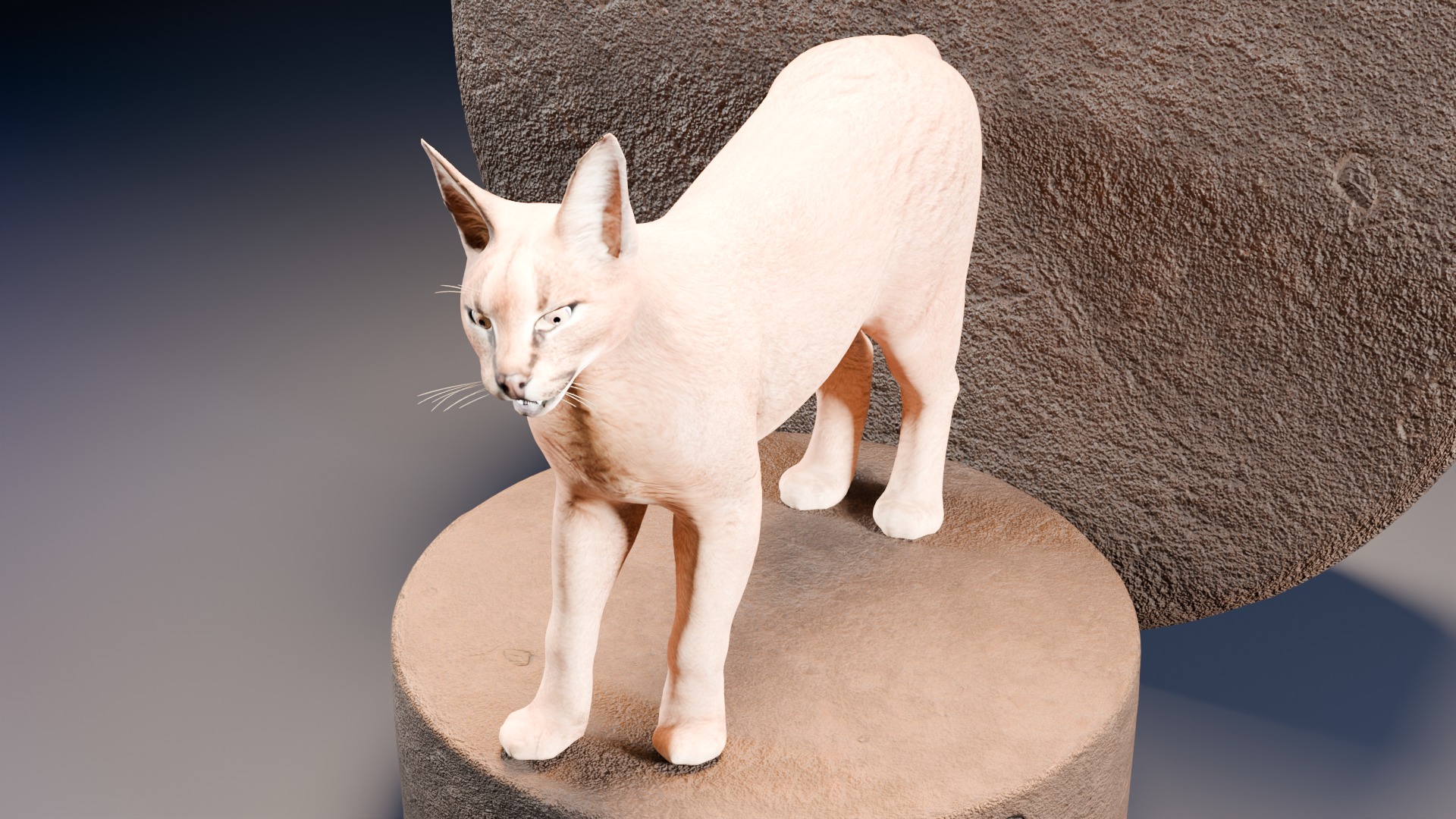 Caracal Cat with rigging and animation 3D model_2
