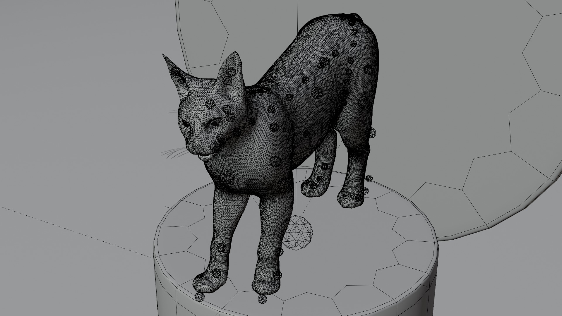 Caracal Cat with rigging and animation 3D model_4