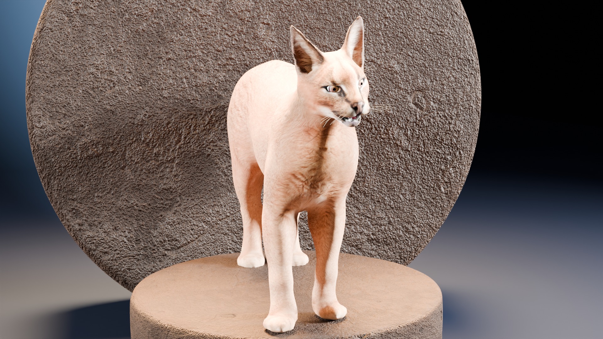Caracal Cat with rigging and animation 3D model_1