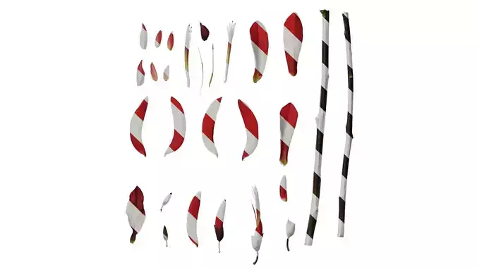 Anydrafts Erythrina corallodendron Flower 04