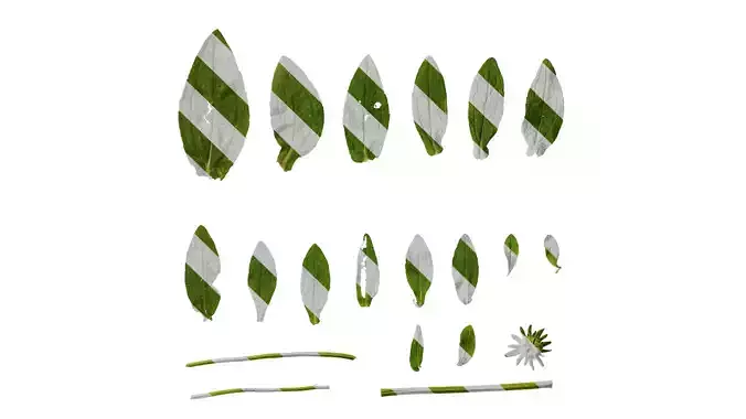 Anydrafts Gaillardia pulchella Leaf 04