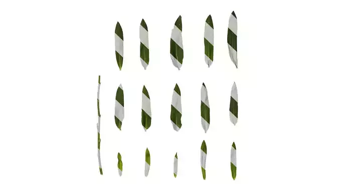 Anydrafts Gaillardia pulchella Leaf 05