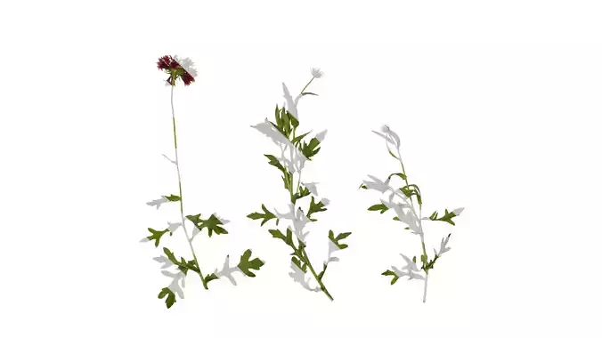 Anydrafts Gaillardia sundance Atlas 01