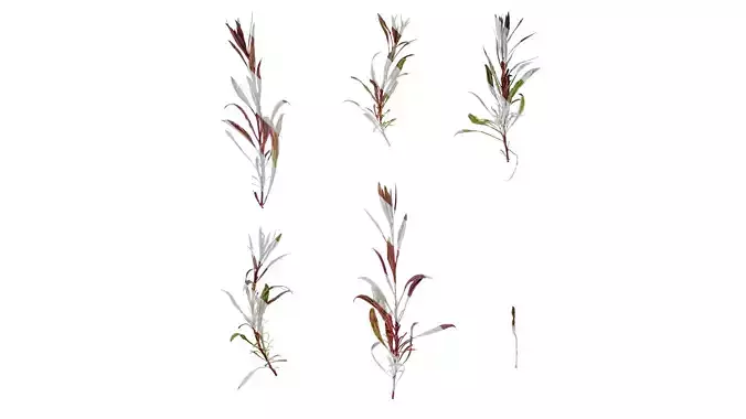 Anydrafts Gaura passionate rainbow Atlas 01