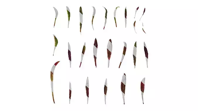 Anydrafts Gaura passionate rainbow Leaf 01 Texture