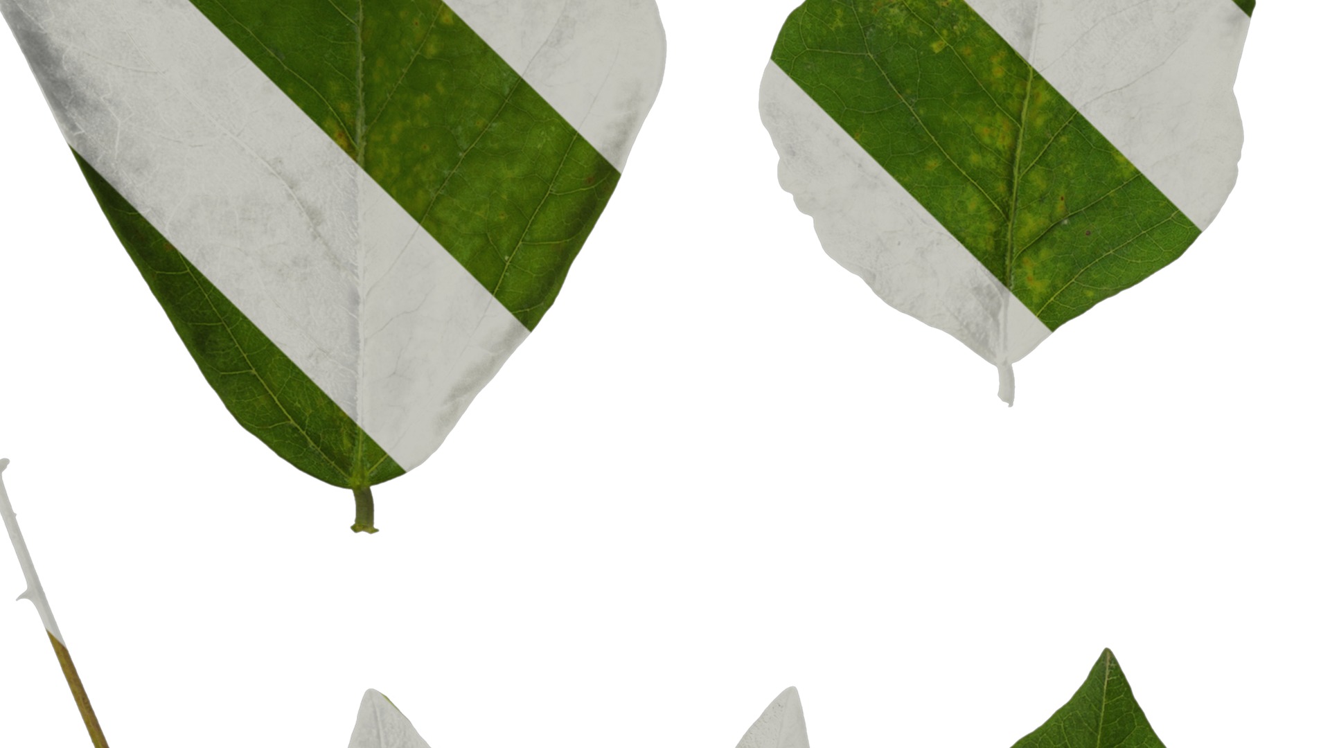 Anydrafts Erythrina corallodendron Leaf 01 Texture_3