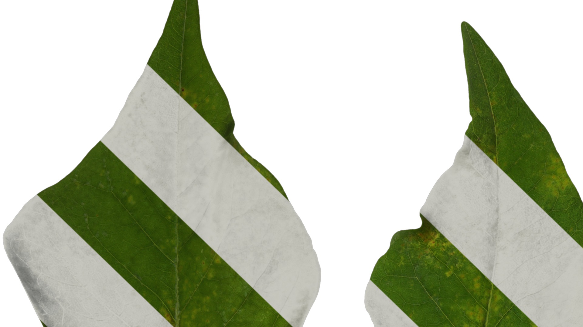 Anydrafts Erythrina corallodendron Leaf 01 Texture_1