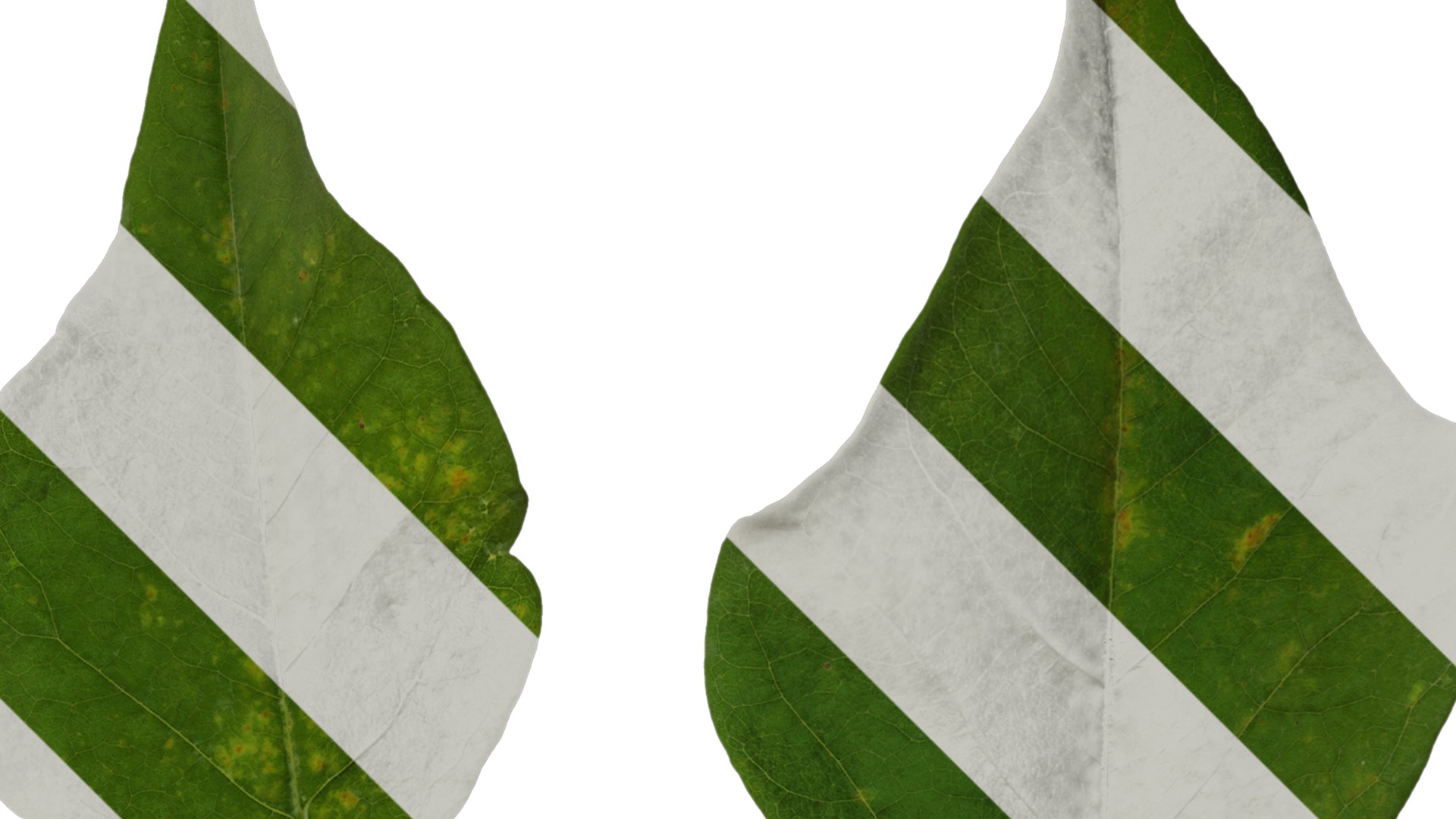 Anydrafts Erythrina corallodendron Leaf 01 Texture_2