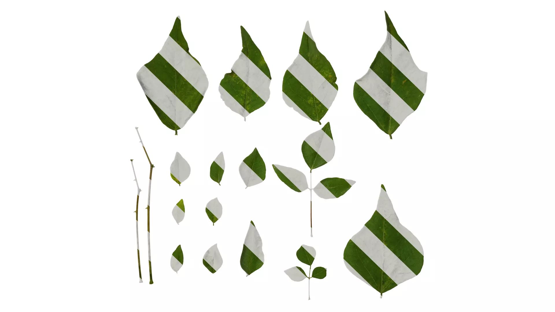 Anydrafts Erythrina corallodendron Leaf 01 Texture_0