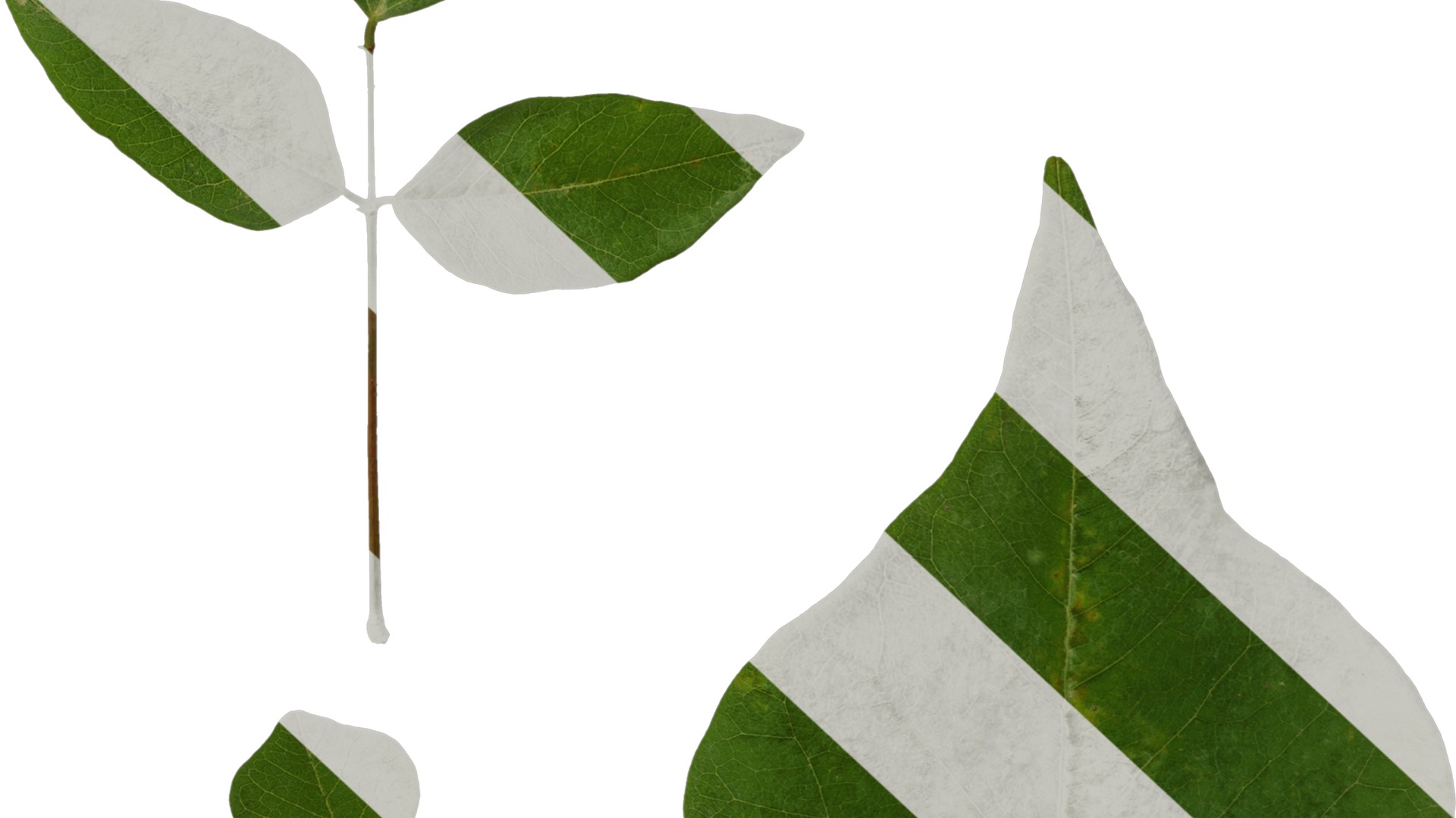 Anydrafts Erythrina corallodendron Leaf 01 Texture_6