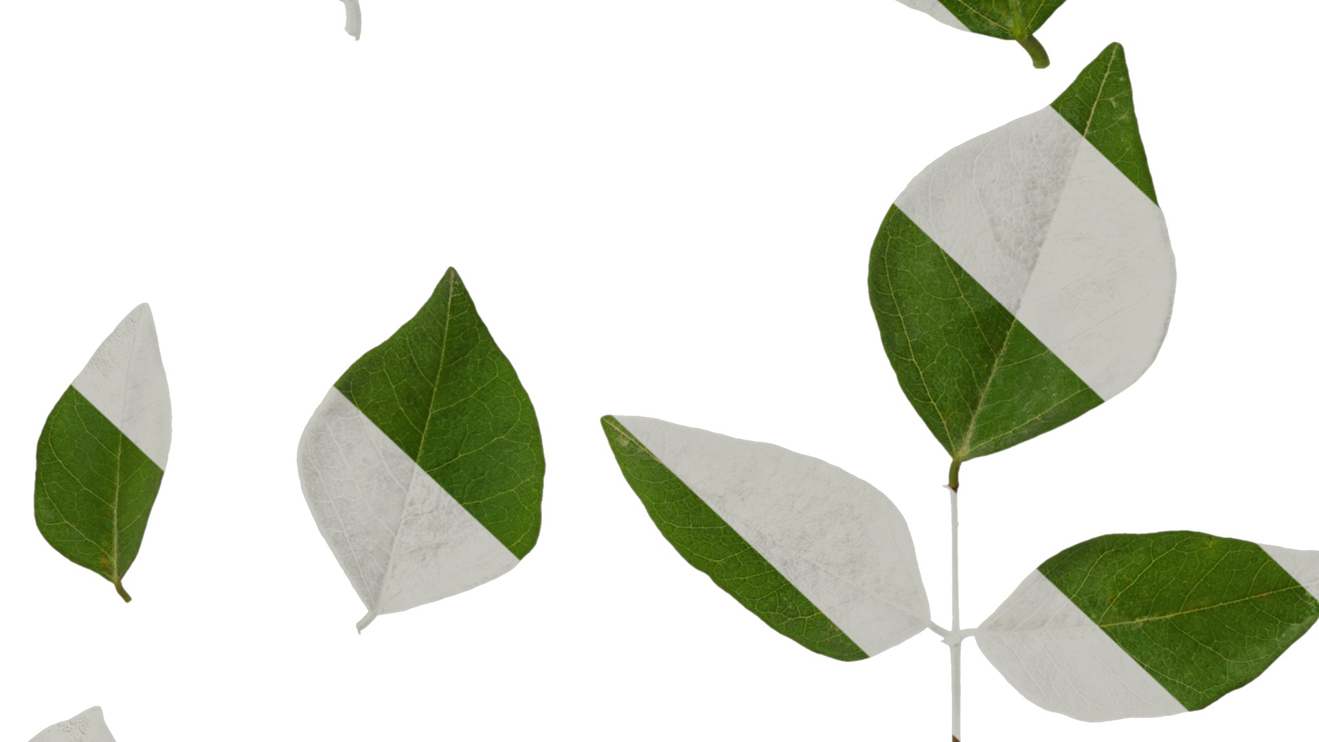 Anydrafts Erythrina corallodendron Leaf 01 Texture_7