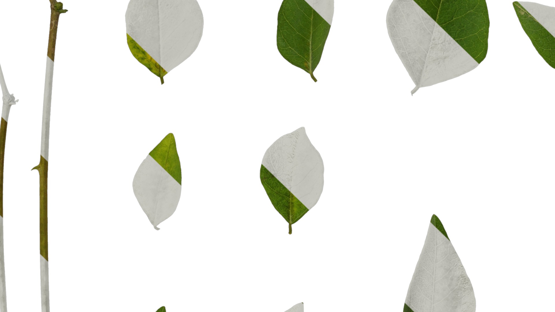 Anydrafts Erythrina corallodendron Leaf 01 Texture_5