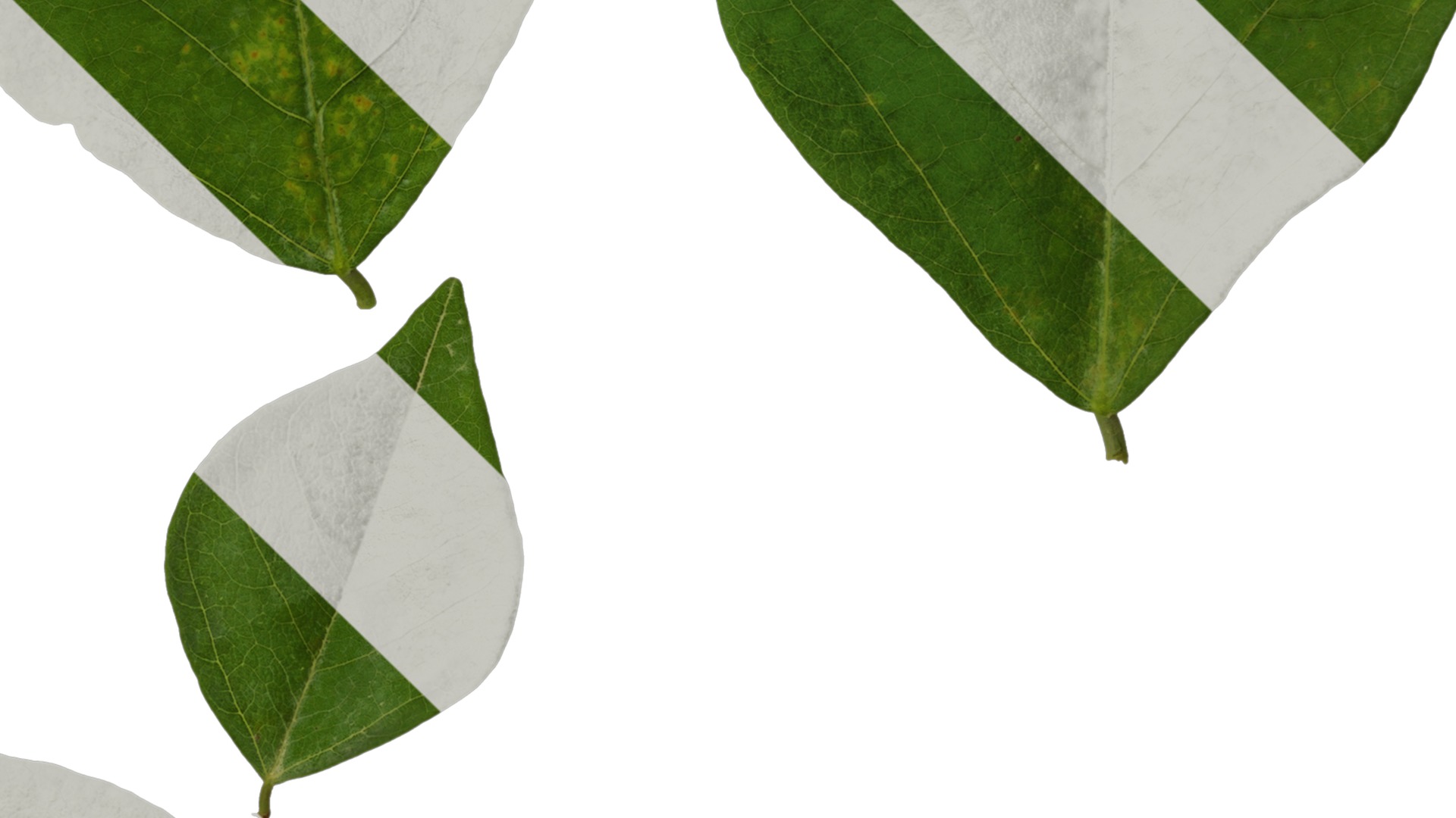 Anydrafts Erythrina corallodendron Leaf 01 Texture_4