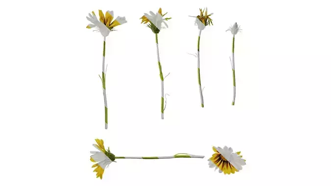 Anydrafts Gazania rigens Atlas 02