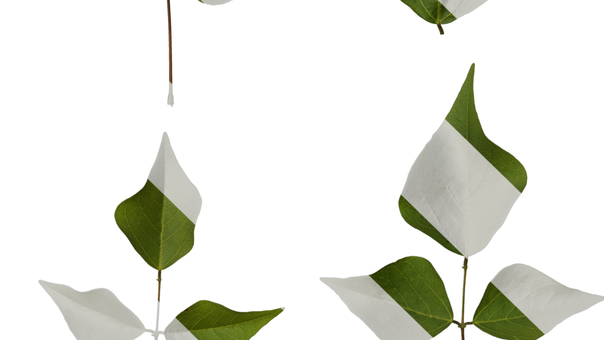 Anydrafts Erythrina corallodendron Leaf 02 Texture_3