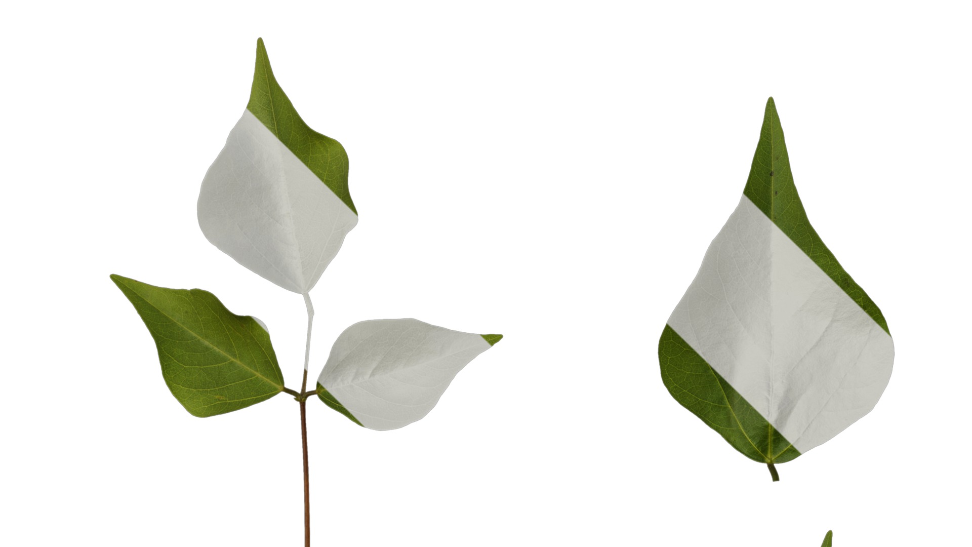 Anydrafts Erythrina corallodendron Leaf 02 Texture_1