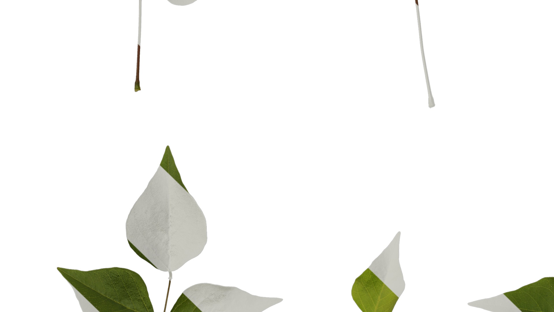 Anydrafts Erythrina corallodendron Leaf 02 Texture_5