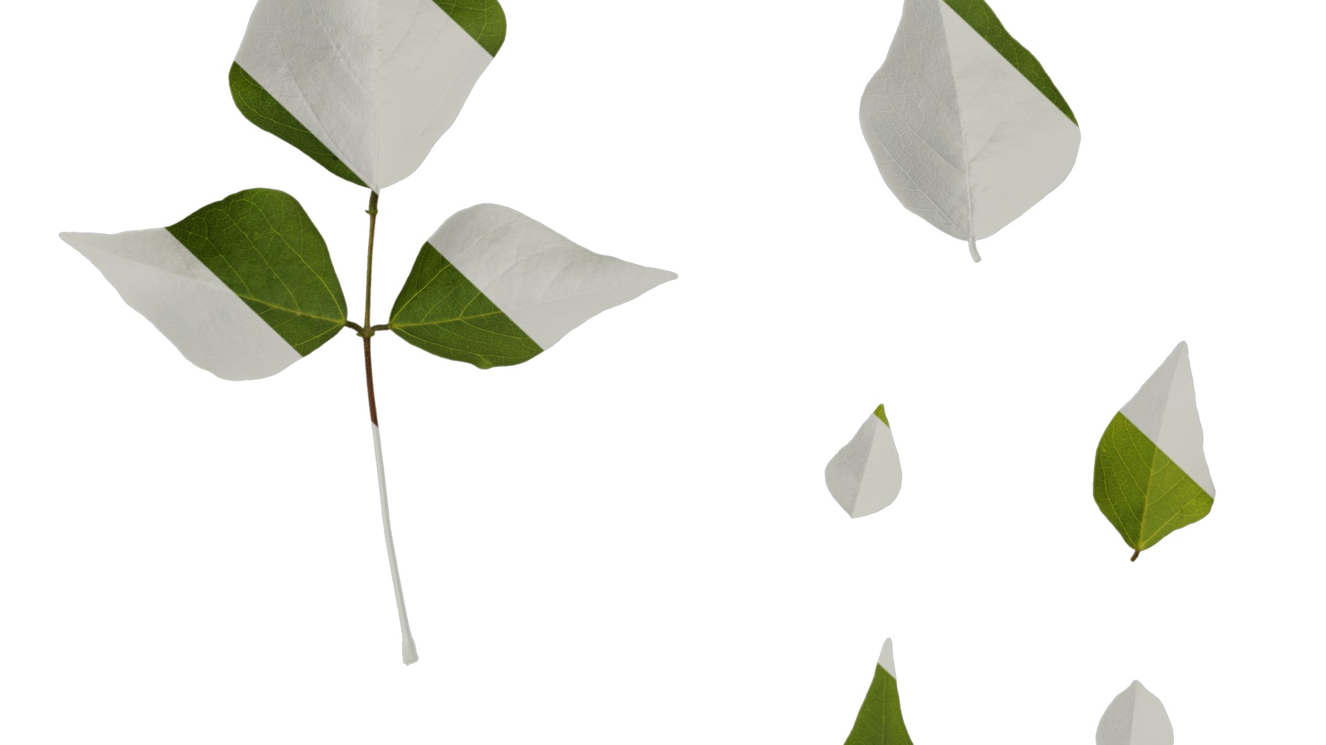 Anydrafts Erythrina corallodendron Leaf 02 Texture_7