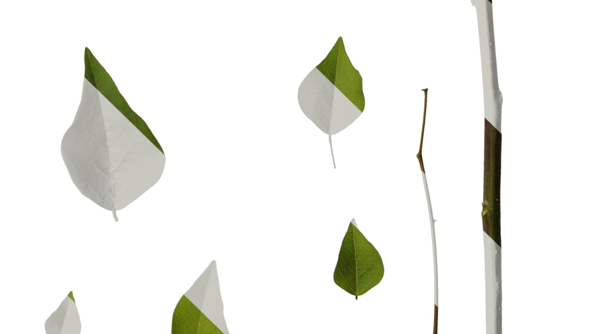 Anydrafts Erythrina corallodendron Leaf 02 Texture_4