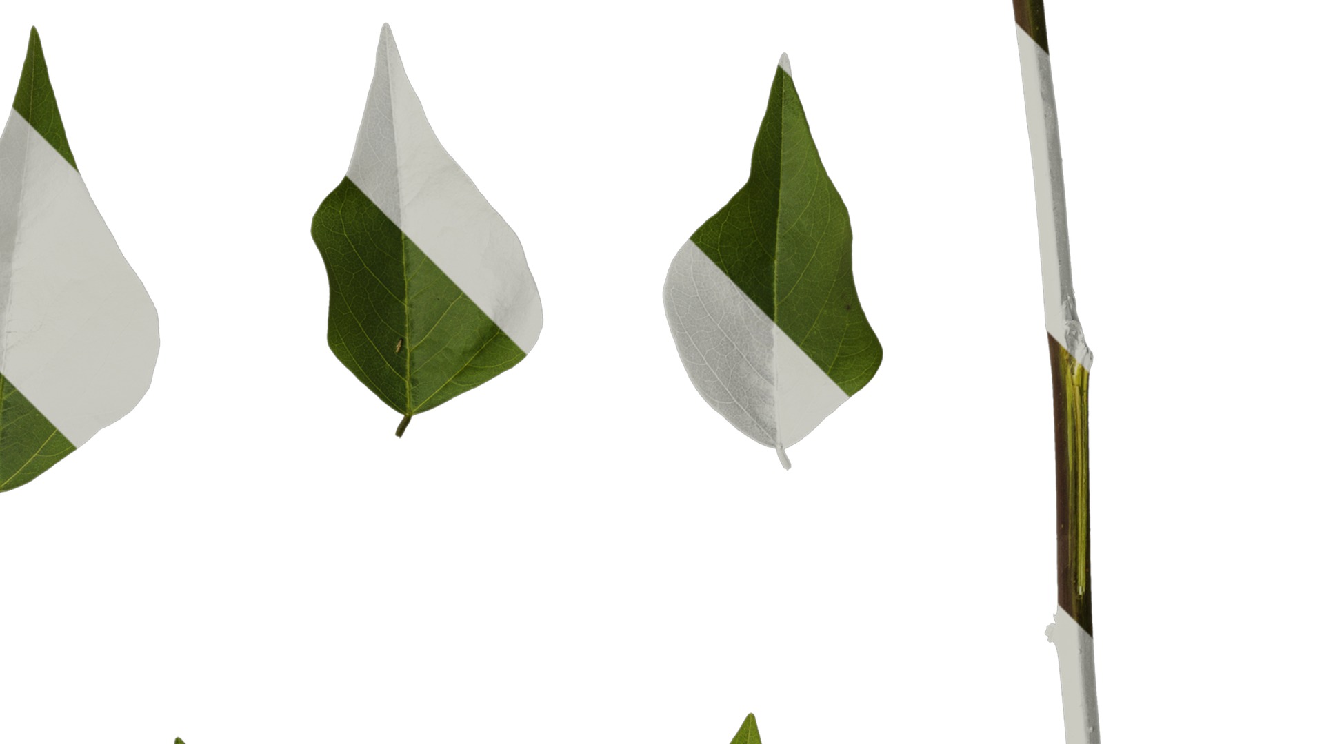 Anydrafts Erythrina corallodendron Leaf 02 Texture_2