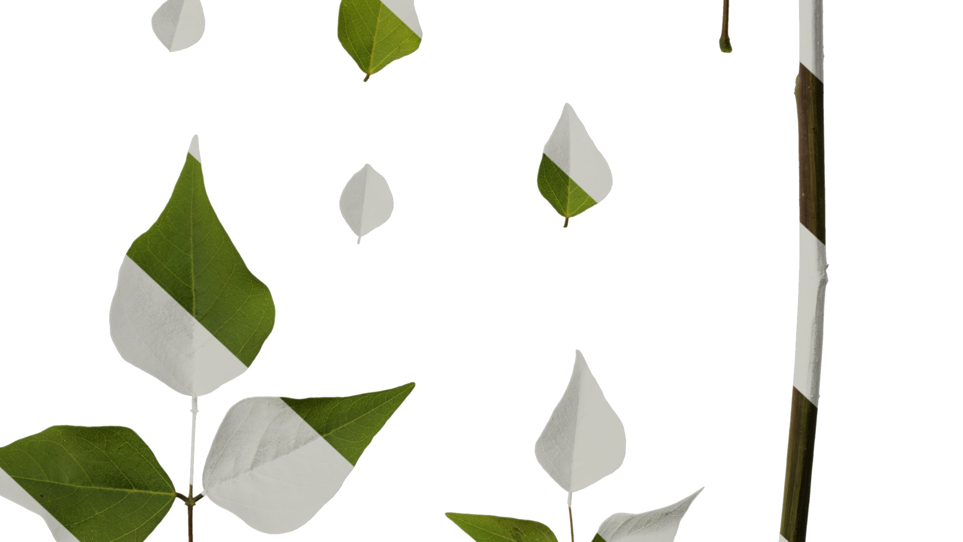 Anydrafts Erythrina corallodendron Leaf 02 Texture_6