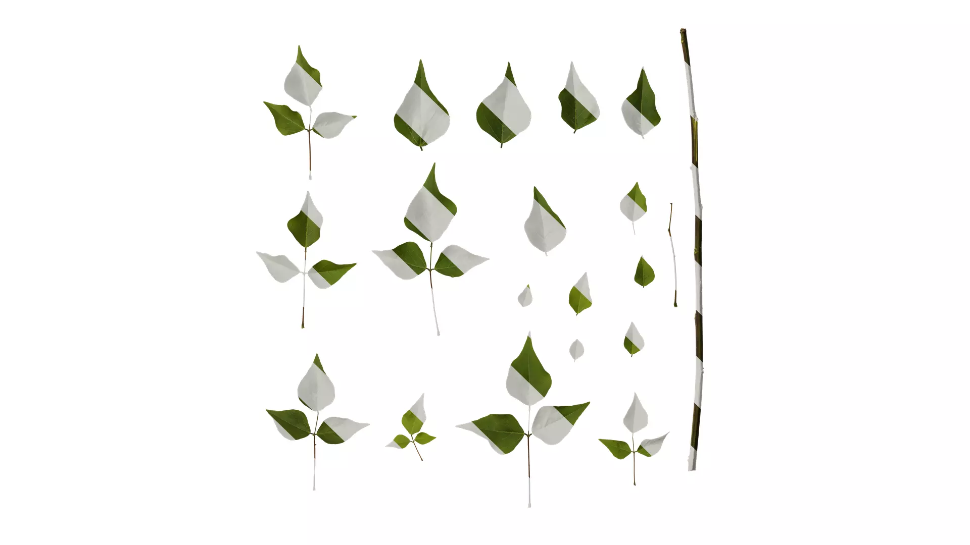 Anydrafts Erythrina corallodendron Leaf 02 Texture_0