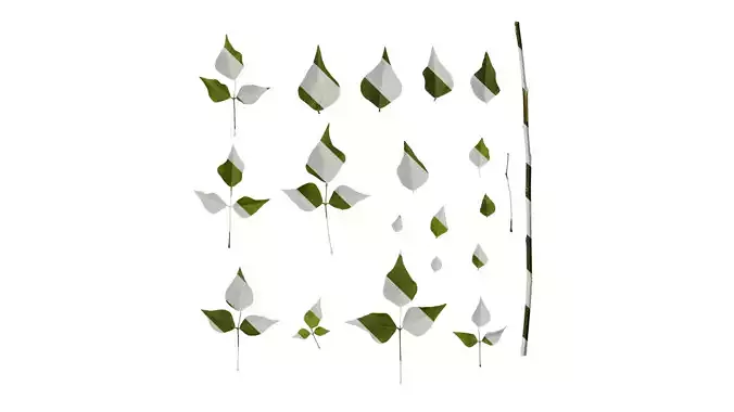 Anydrafts Erythrina corallodendron Leaf 02