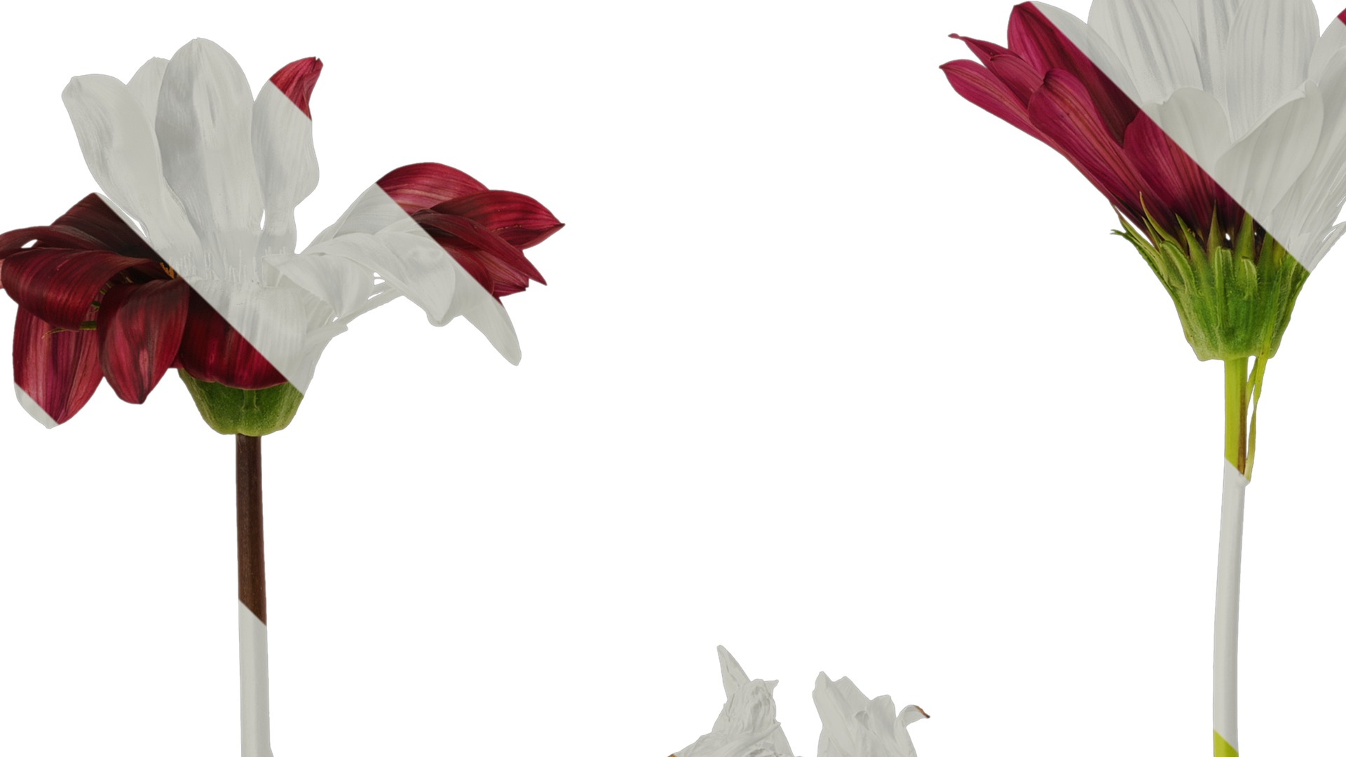 Anydrafts Gazania rigens Atlas 03 Texture_1