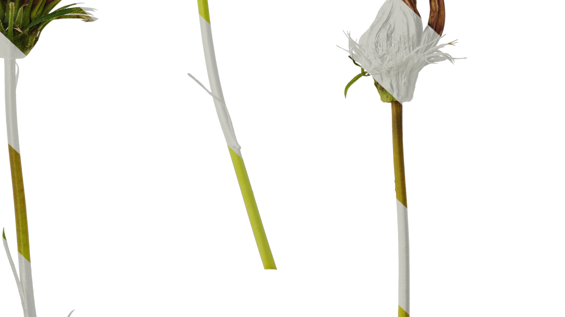 Anydrafts Gazania rigens Atlas 03 Texture_7