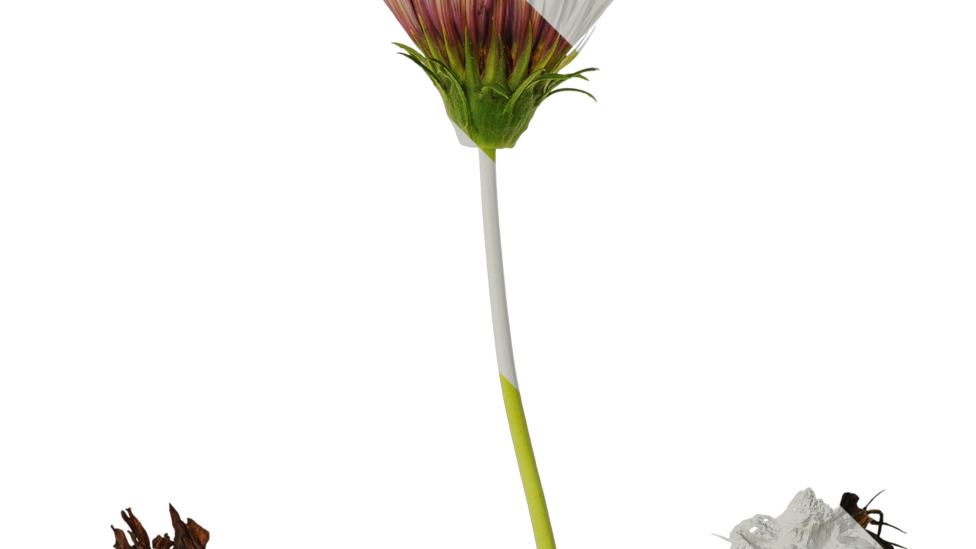 Anydrafts Gazania rigens Atlas 03 Texture_2