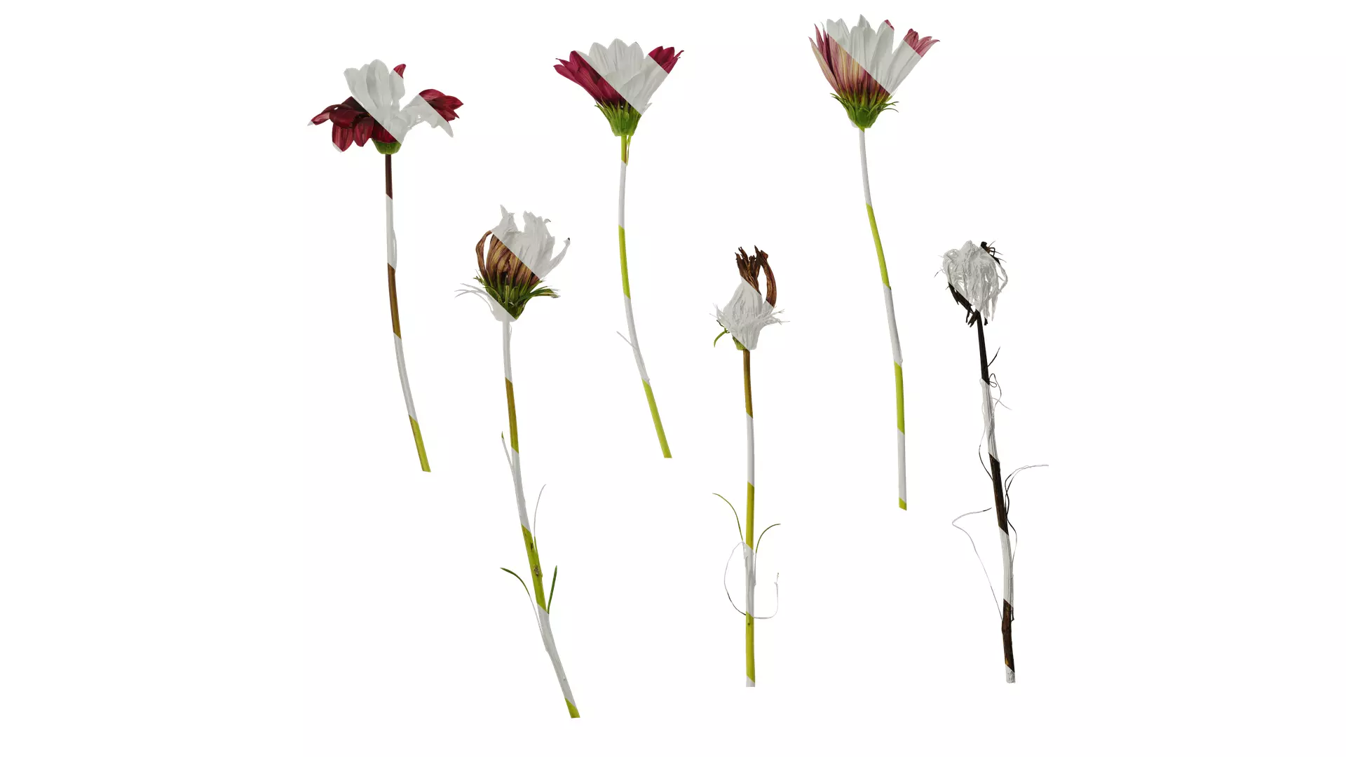 Anydrafts Gazania rigens Atlas 03 Texture_0