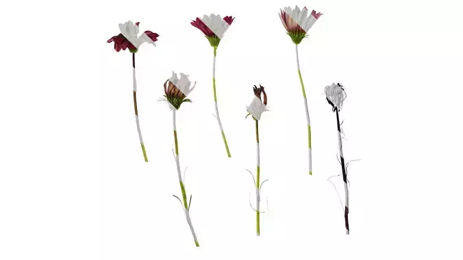 Anydrafts Gazania rigens Atlas 03