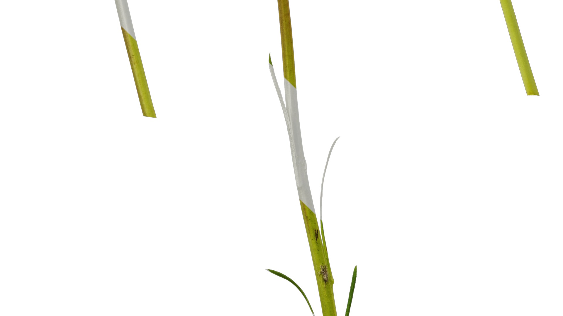 Anydrafts Gazania rigens Atlas 03 Texture_5