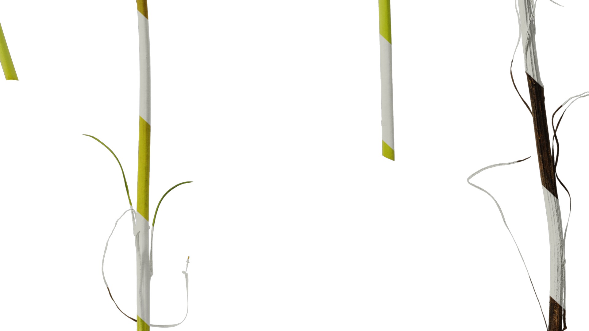 Anydrafts Gazania rigens Atlas 03 Texture_6