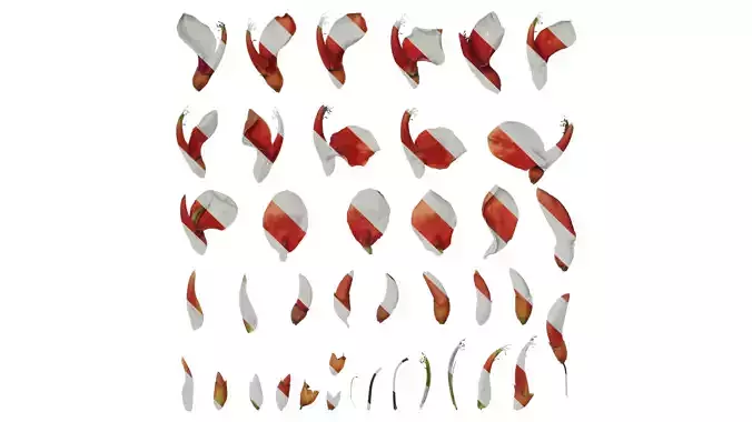 Anydrafts Erythrina crista galli Flower 01