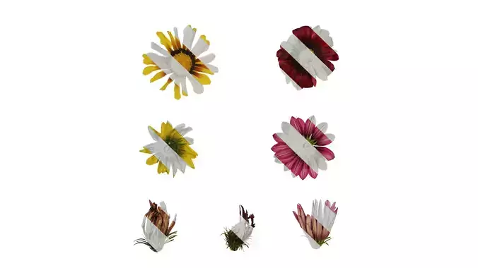 Anydrafts Gazania rigens Flower 01