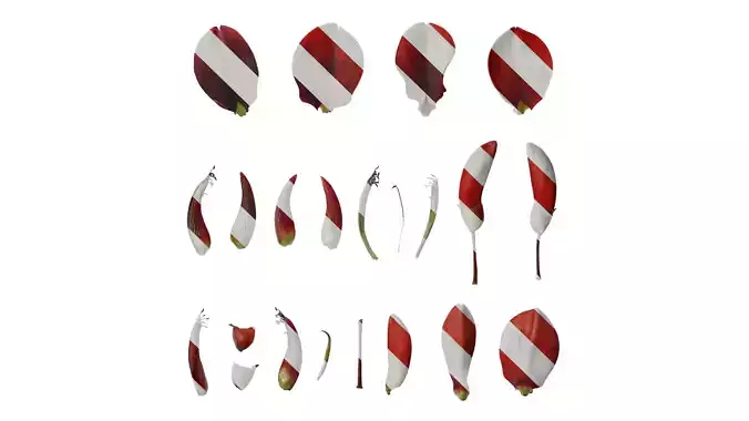 Anydrafts Erythrina crista galli Flower 06