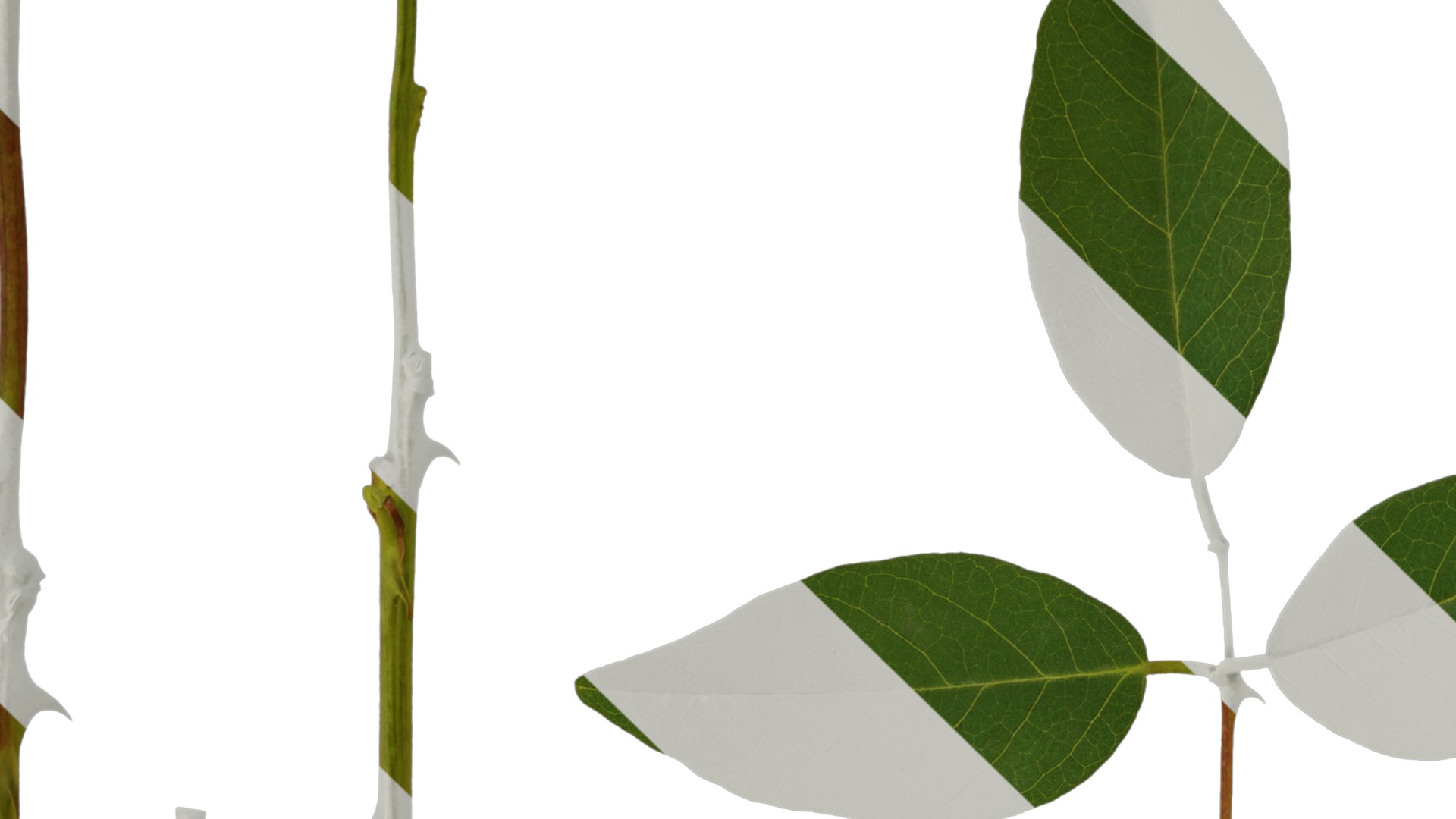 Anydrafts Erythrina crista galli Leaf 01 Texture_1