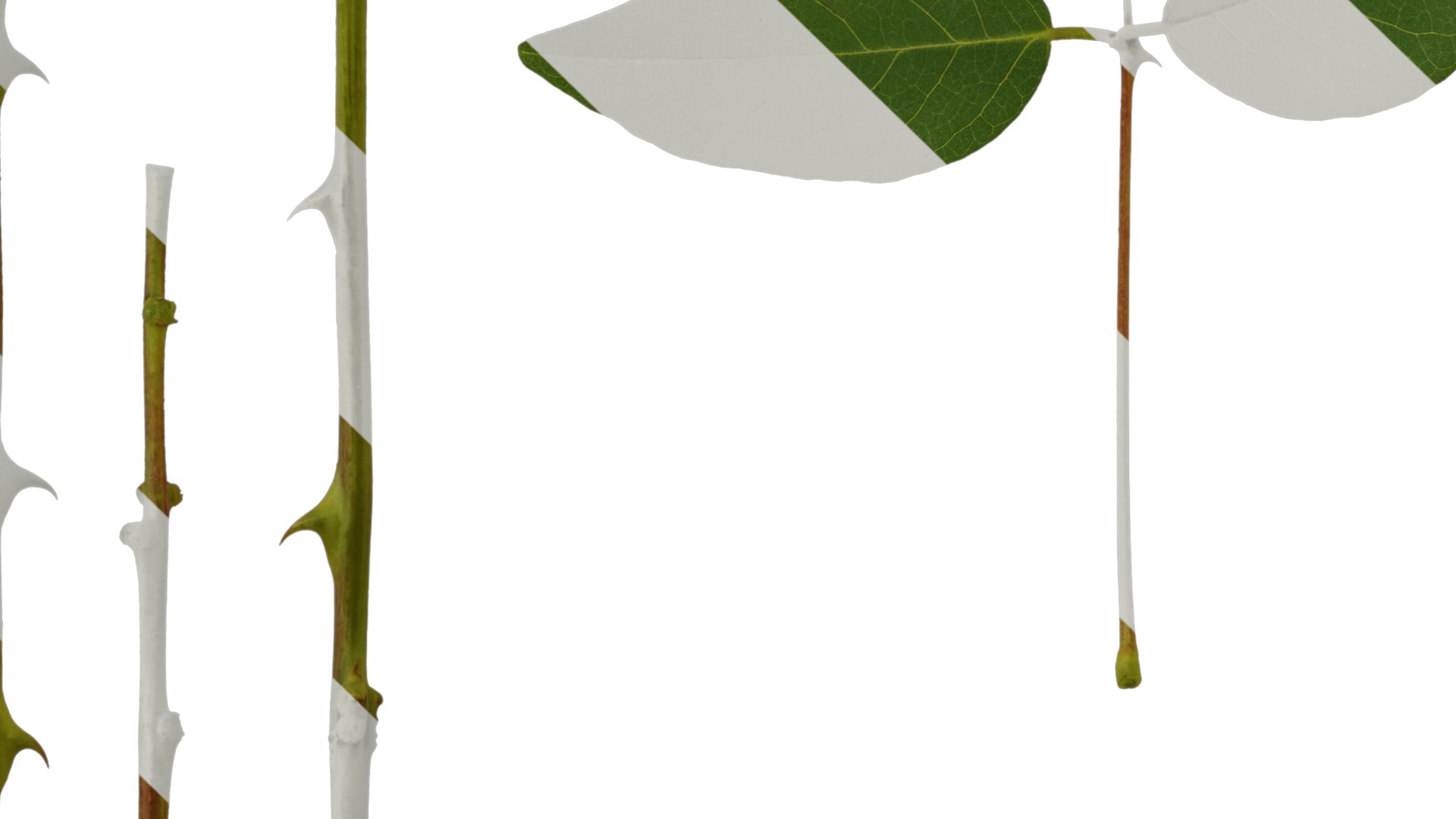 Anydrafts Erythrina crista galli Leaf 01 Texture_3