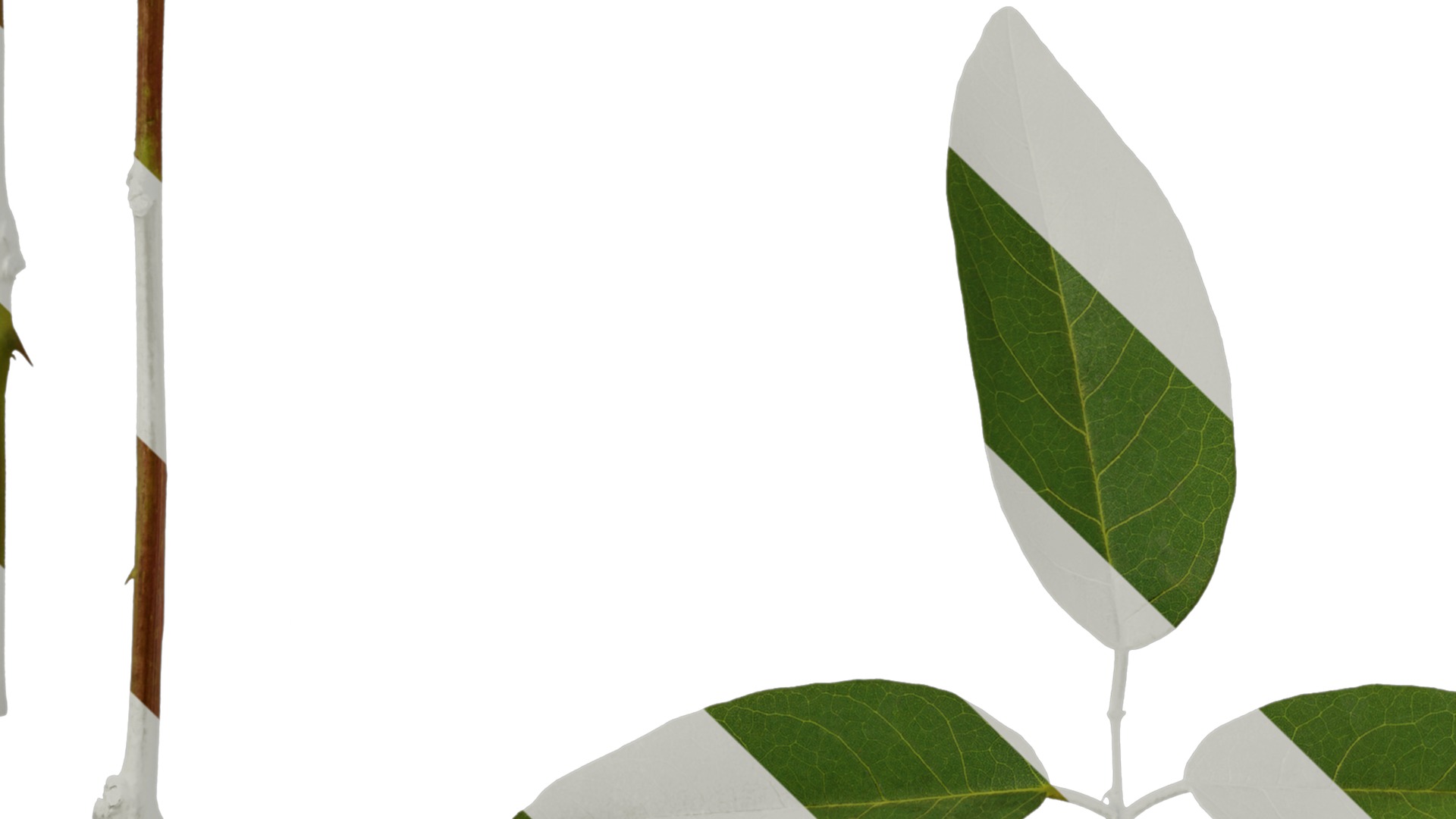 Anydrafts Erythrina crista galli Leaf 01 Texture_5