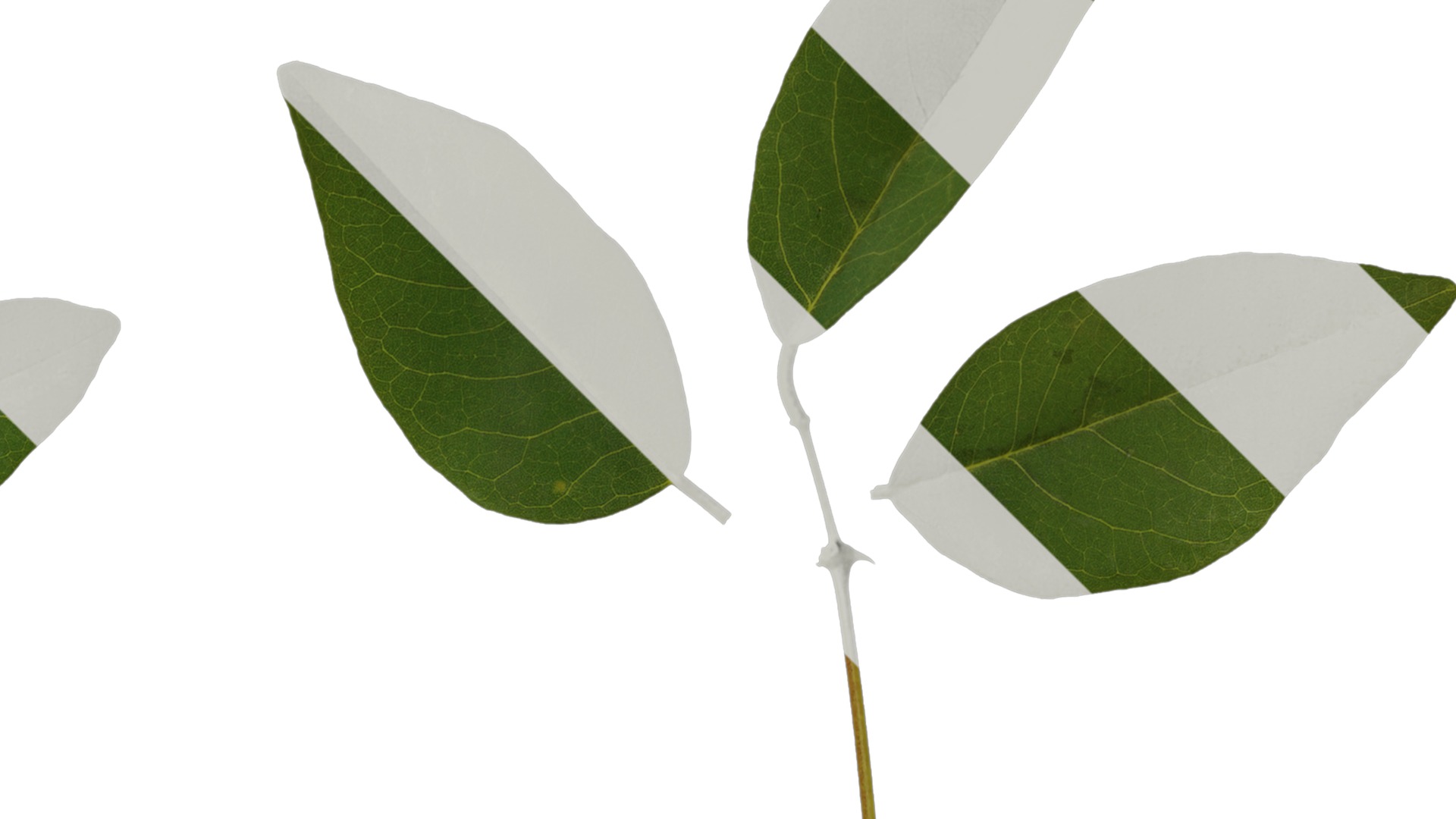 Anydrafts Erythrina crista galli Leaf 01 Texture_2