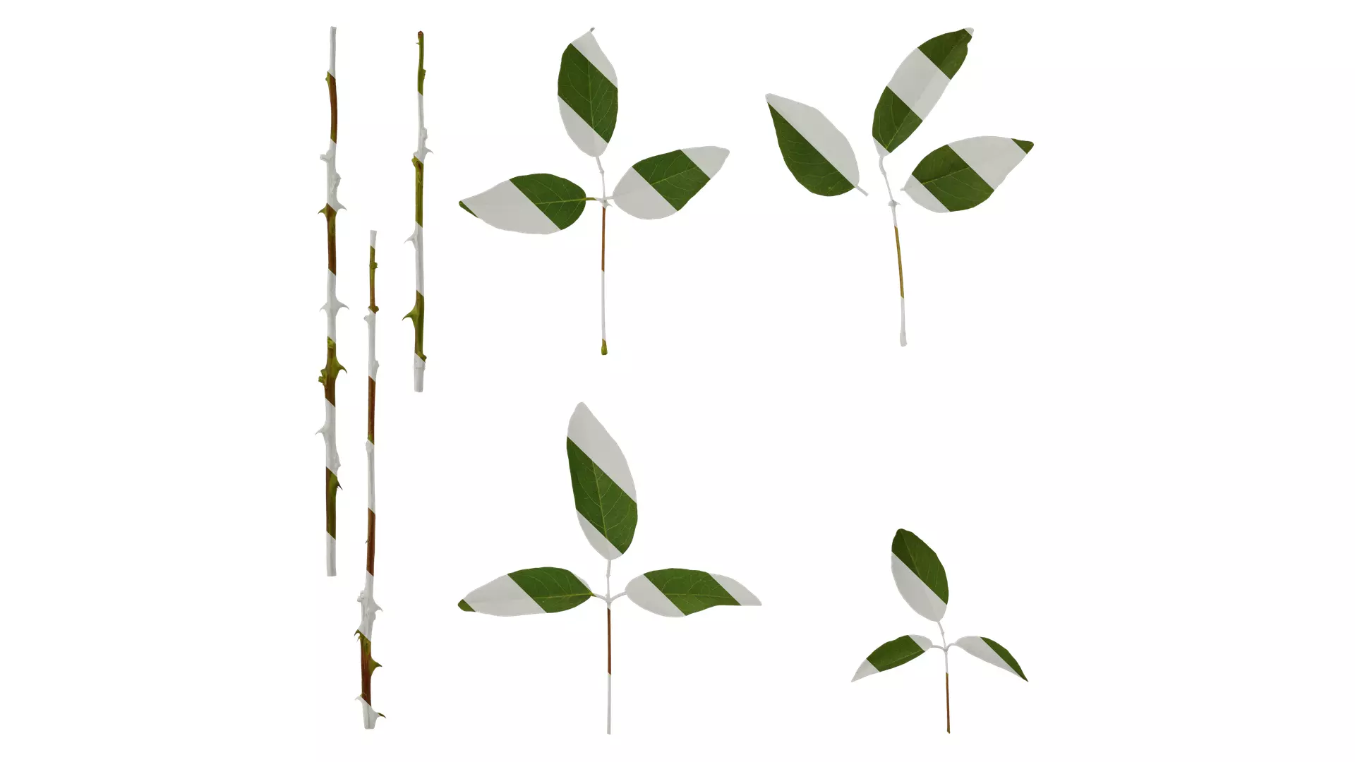 Anydrafts Erythrina crista galli Leaf 01 Texture_0