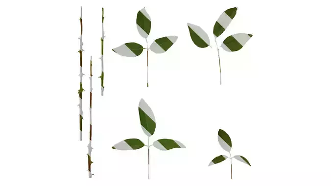 Anydrafts Erythrina crista galli Leaf 01 Texture