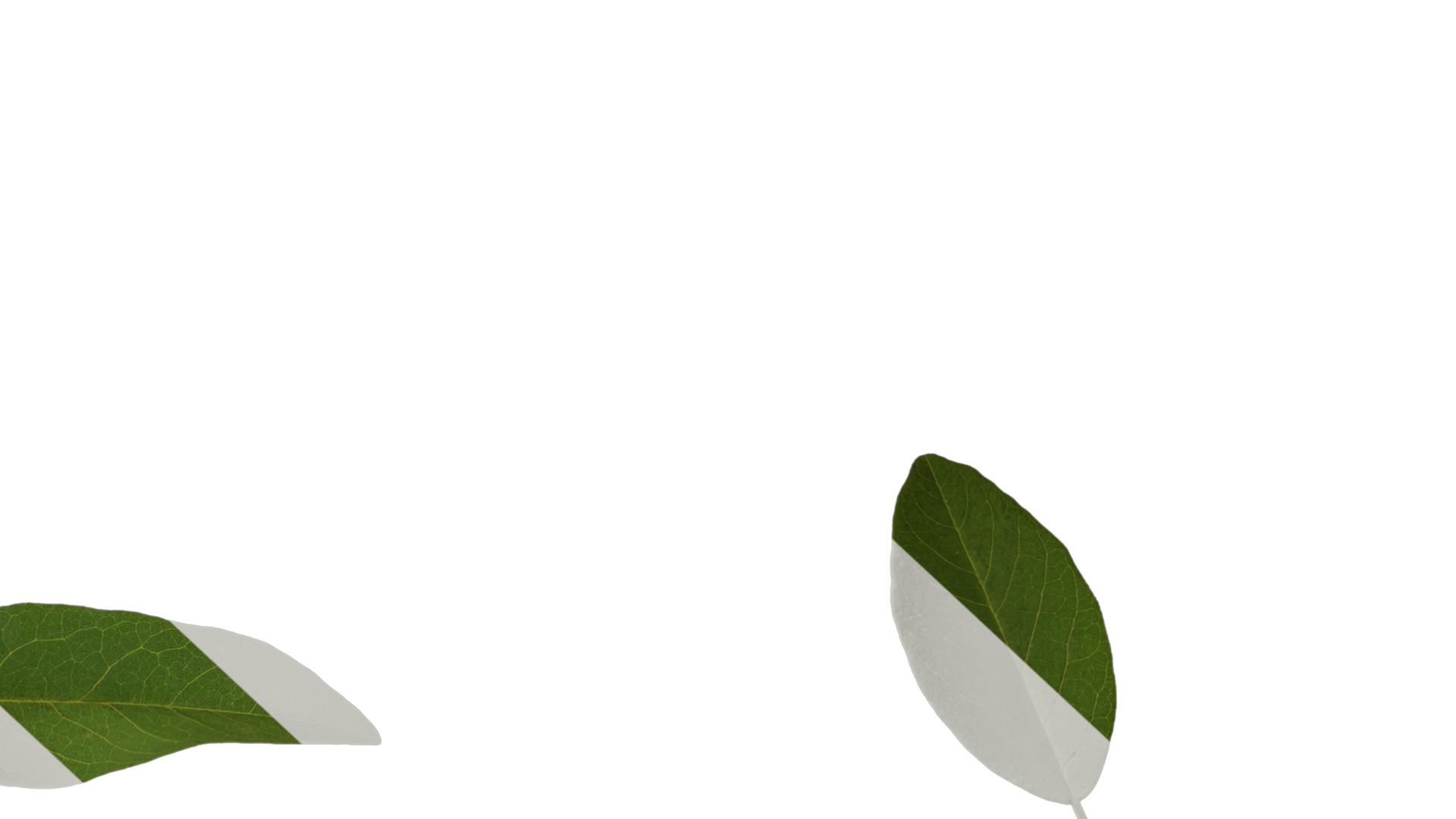 Anydrafts Erythrina crista galli Leaf 01 Texture_6