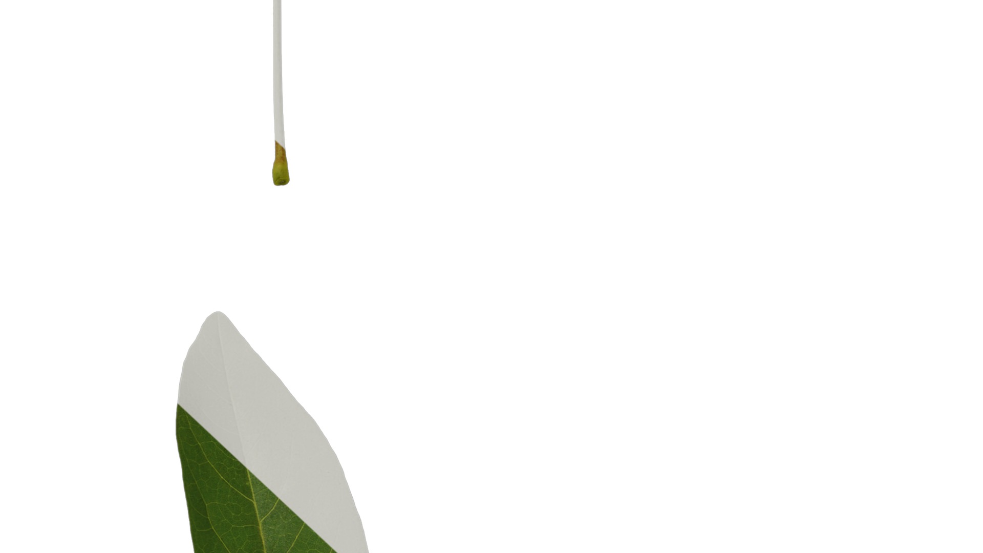 Anydrafts Erythrina crista galli Leaf 01 Texture_7