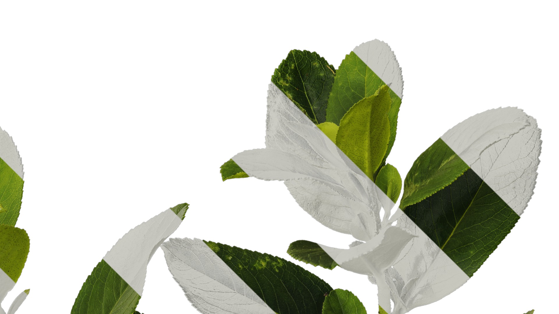 Anydrafts Escalloniaceae Atlas 01 Texture_2